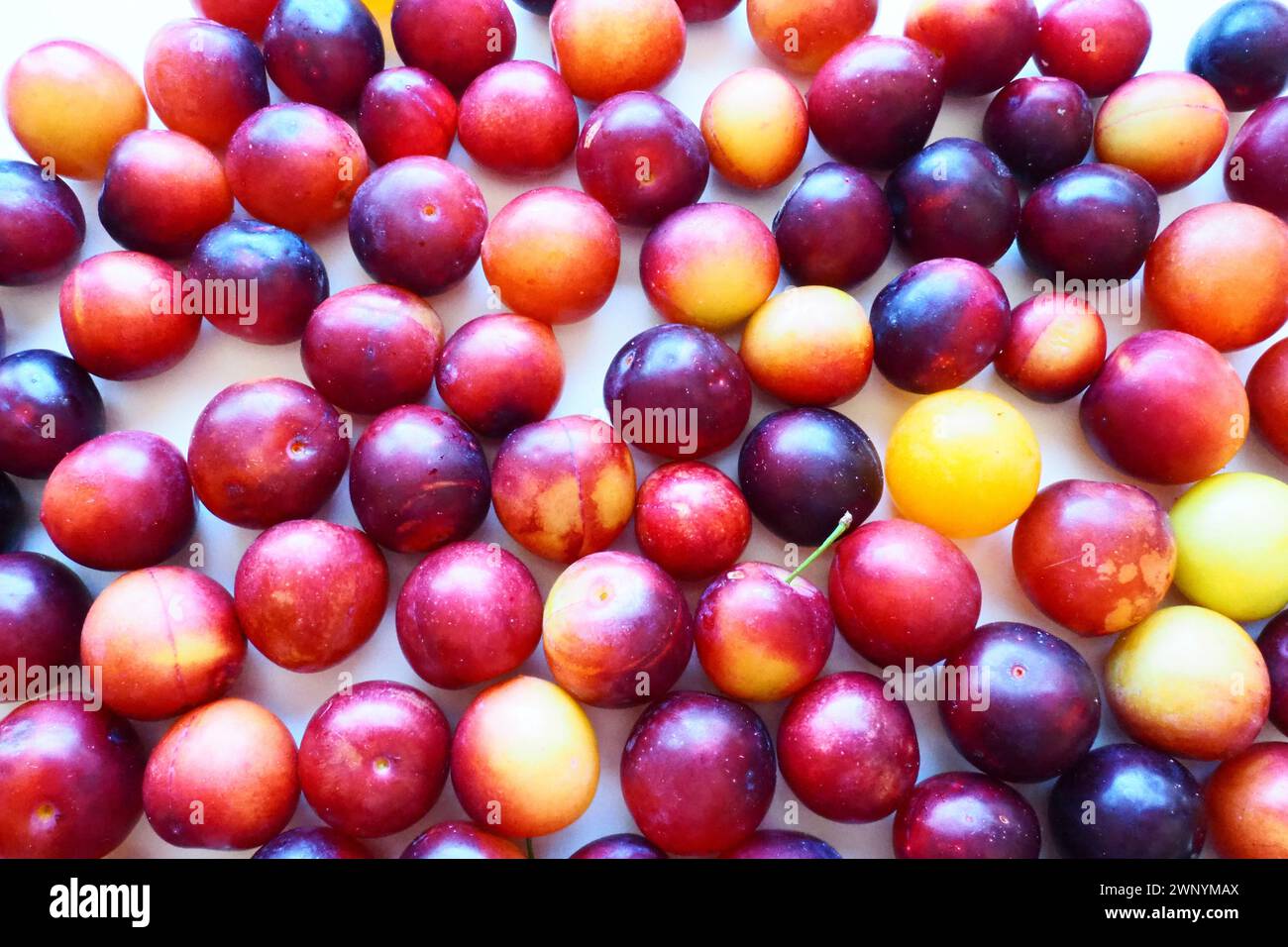 Prugna ciliegia su sfondo bianco. Un mix di prugne giallo-rosse appena rimosso da un albero. Deliziosi frutti di prugna freschi. Prugne alla ciliegia grandi e appetitose Foto Stock