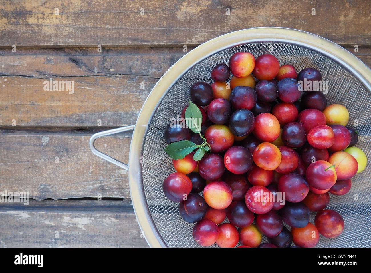 Prugna ciliegia su sfondo di legno. Un mix di prugne giallo-rosse appena rimosso da un albero. Deliziosi frutti di prugna freschi. Prugne alla ciliegia grandi e appetitose Foto Stock