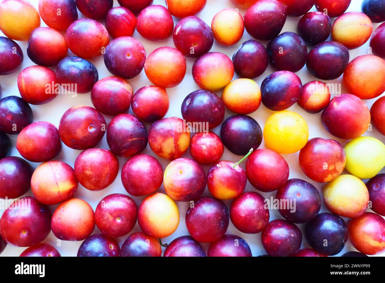 Prugna ciliegia su sfondo bianco. Un mix di prugne giallo-rosse appena rimosso da un albero. Deliziosi frutti di prugna freschi. Prugne alla ciliegia grandi e appetitose Foto Stock