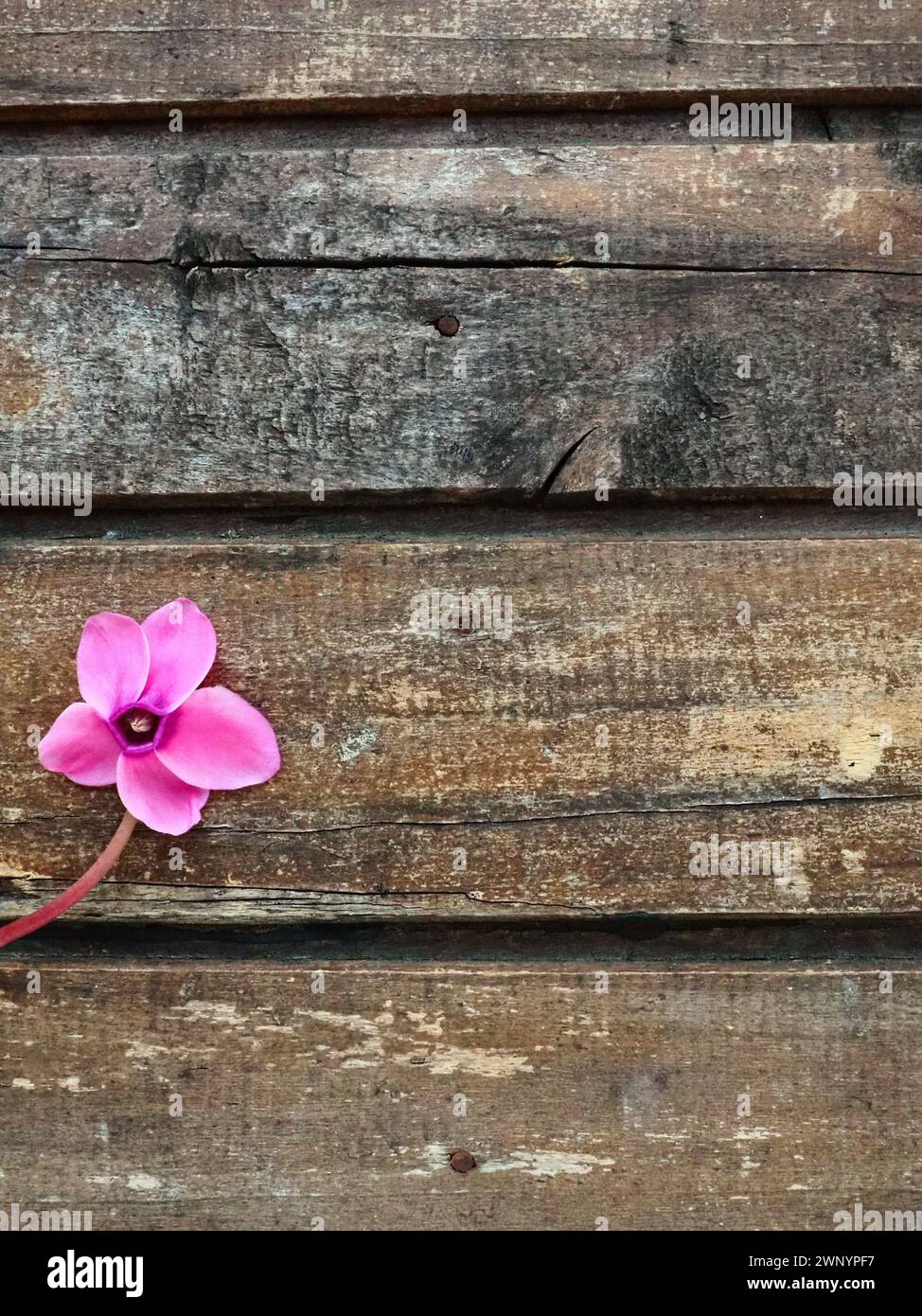 Vista laterale del fiore ciclamino su sfondo in legno squallido. Un fiore con cinque petali, stelo senza foglie. Copia spazio. Bellissimo biglietto floreale con Foto Stock