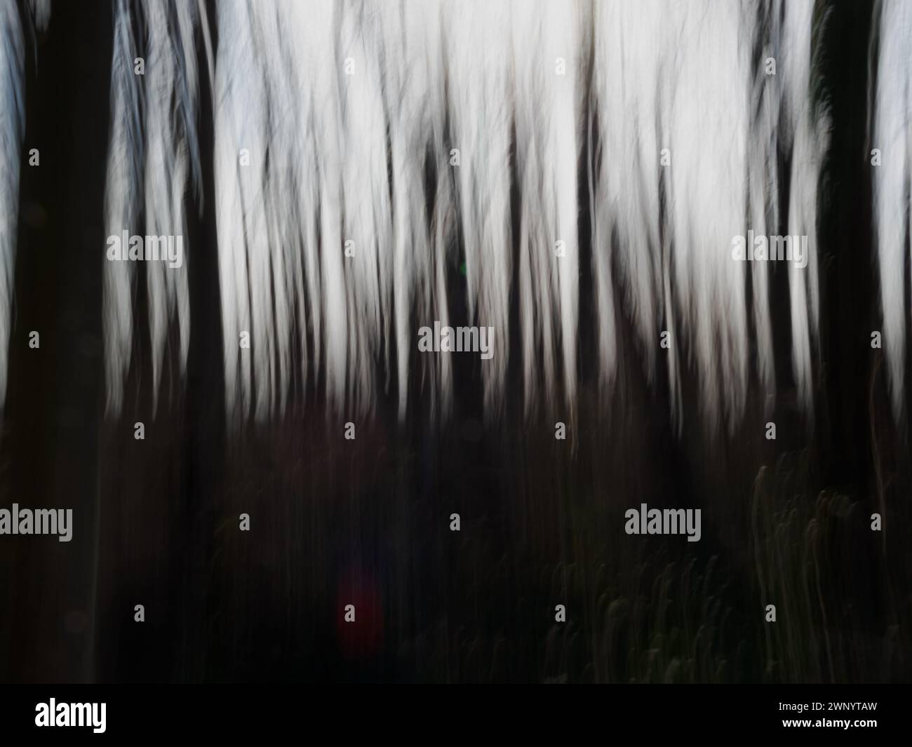 Foto ICM di boschi scuri, Dyke Marsh, Alexandria, Virginia Foto Stock
