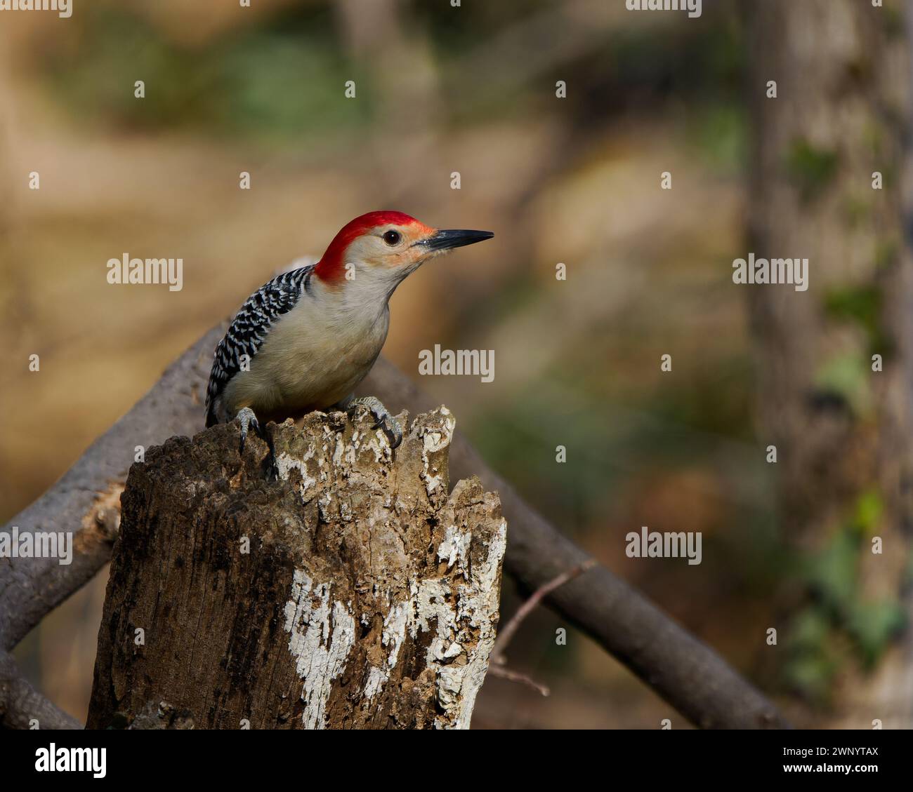 Picchio dalla pancia rossa (Melanerpes carolinus), Dyke Marsh, Alexandria, Virginia Foto Stock