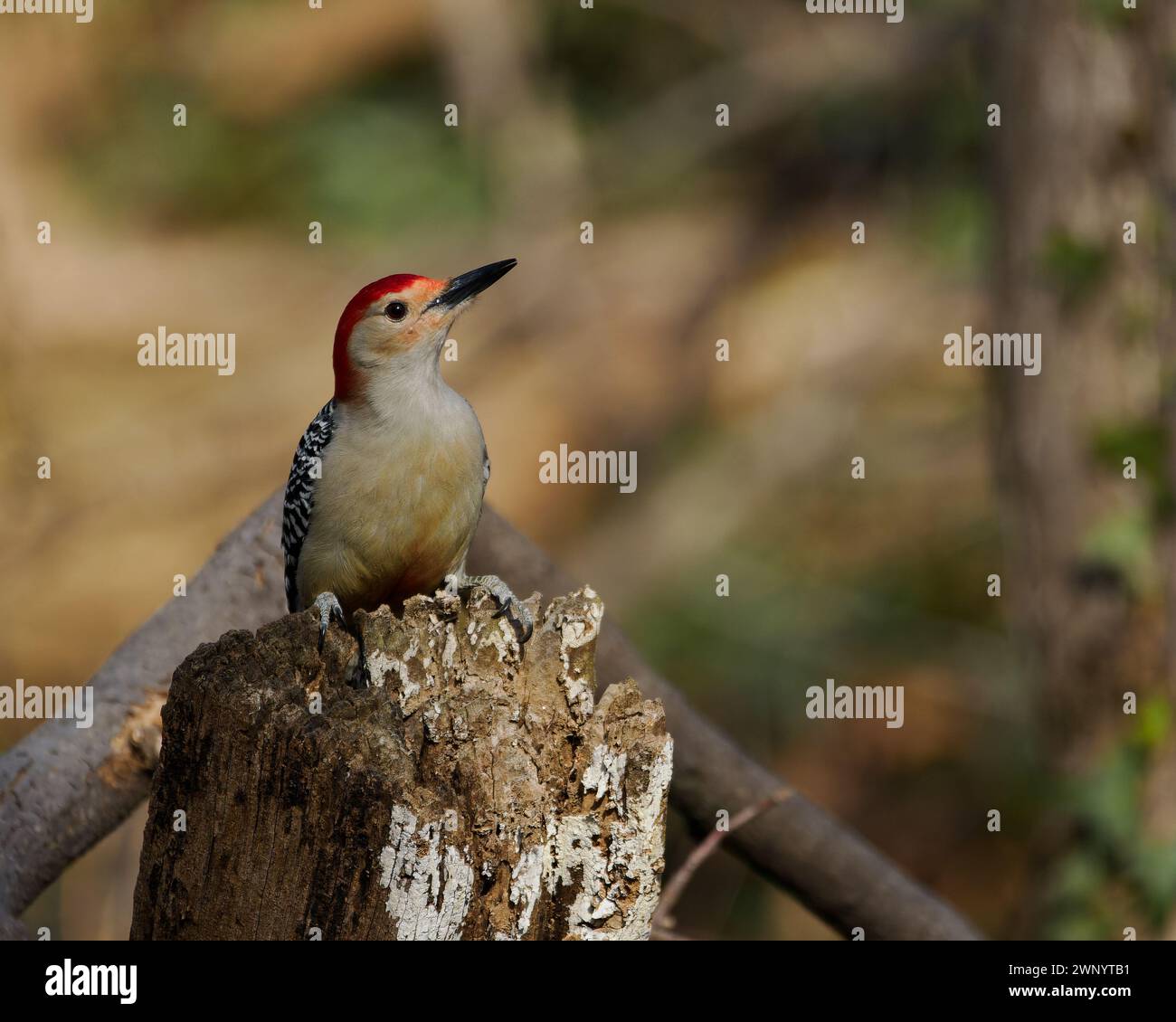 Picchio dalla pancia rossa (Melanerpes carolinus), Dyke Marsh, Alexandria, Virginia Foto Stock