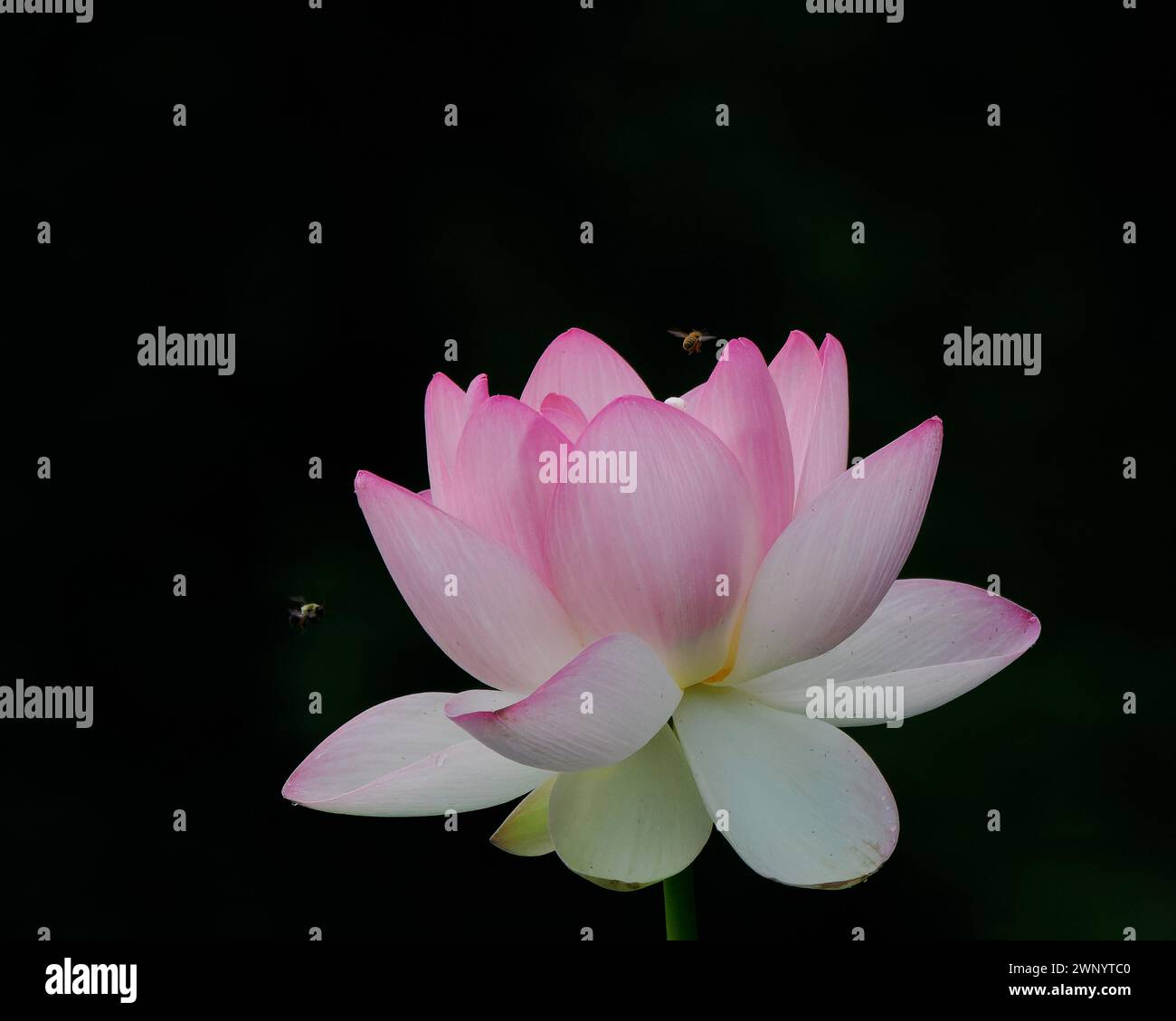 Api che sorvolano il fiore di loto, i giardini botanici di Meadowlark, Virginia Foto Stock