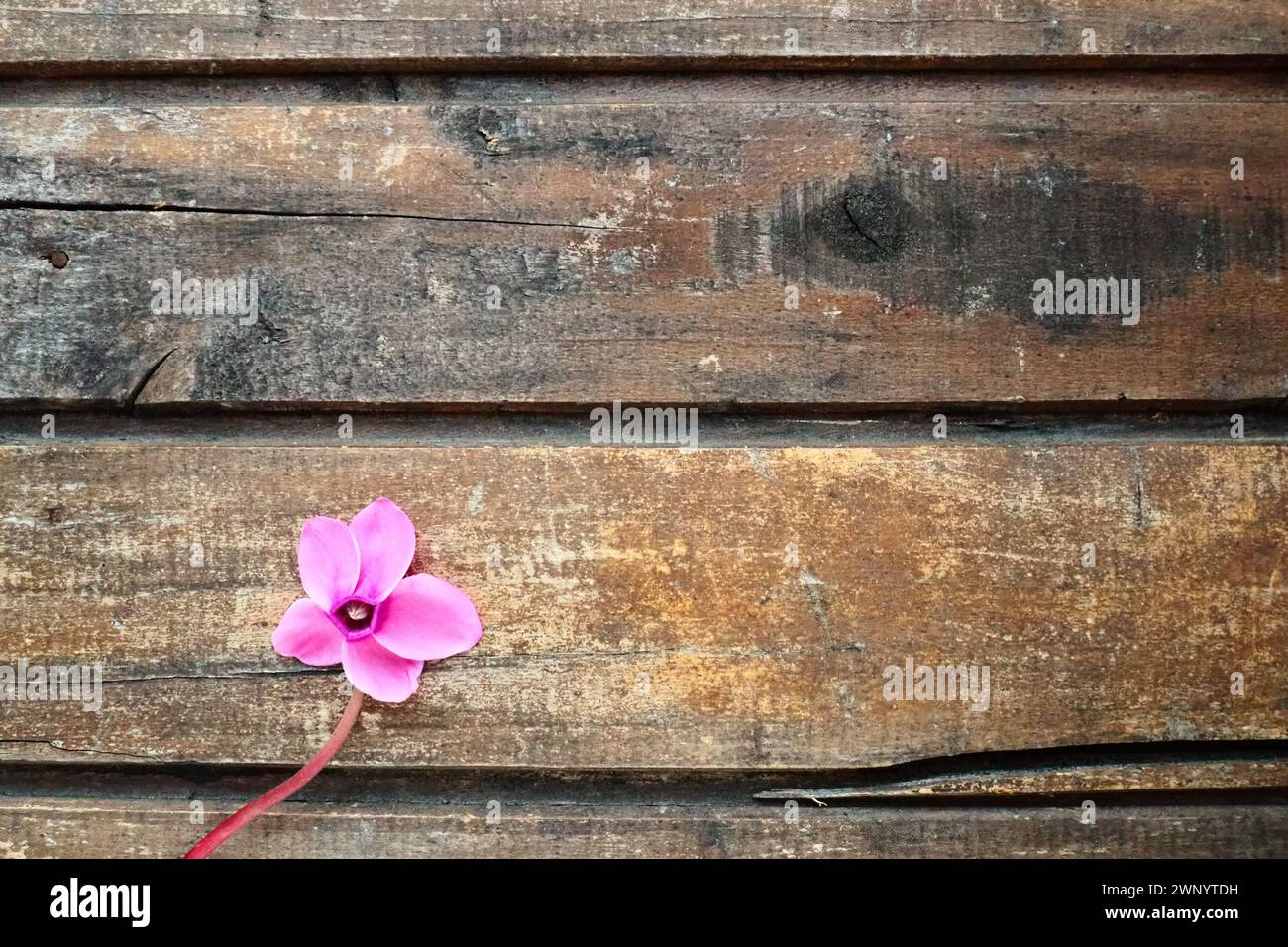 Vista laterale del fiore ciclamino su sfondo in legno squallido. Un fiore con cinque petali, stelo senza foglie. Copia spazio. Bellissimo biglietto floreale con Foto Stock