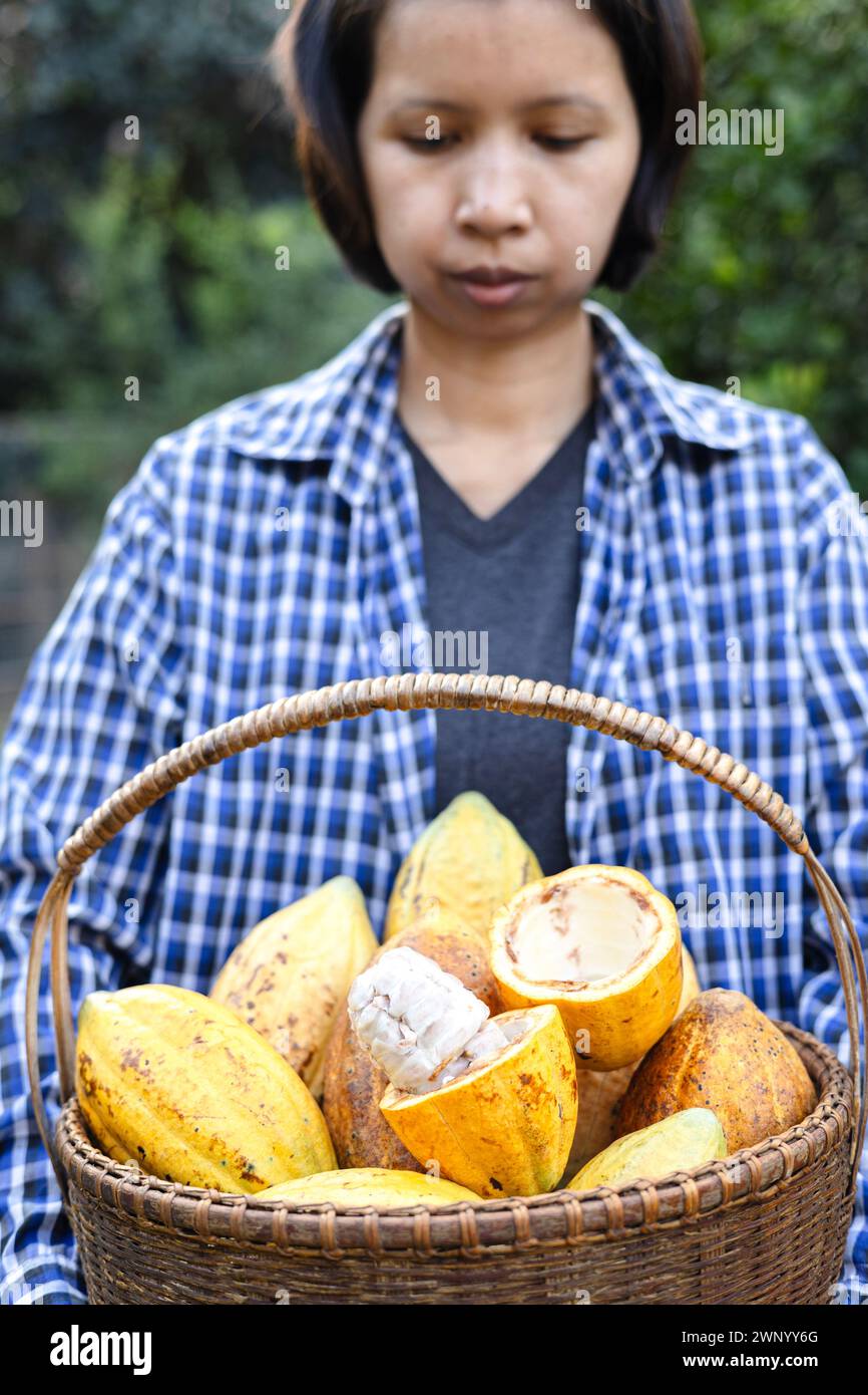 Immagine ravvicinata di una donna che tiene in mano un cesto di cialda di cacao. Tagliare in baccelli di cacao metà maturi o frutta gialla di cacao raccogliere i semi di cacao su un cestello. Foto Stock