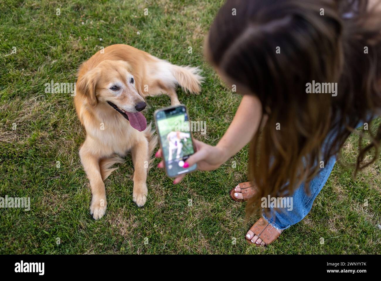 Una donna fa una foto al cellulare del suo cane sull'erba Foto Stock