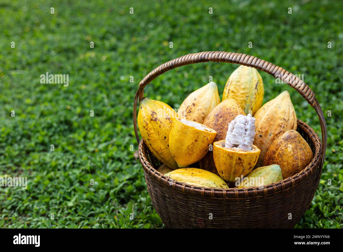 Un cestino di cialda di cacao. Tagliare in baccelli di cacao metà maturi o frutta gialla di cacao raccogliere i semi di cacao su un cestello. Foto Stock