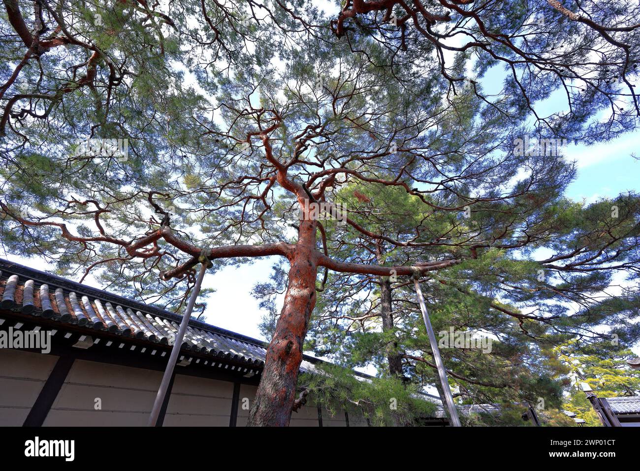 Palazzo Imperiale di Kyoto (Giardino Nazionale di Kyoto Gyoen) ex residenza della famiglia imperiale a Kyotogyoen, Kamigyo Ward, Kyoto, Giappone Foto Stock