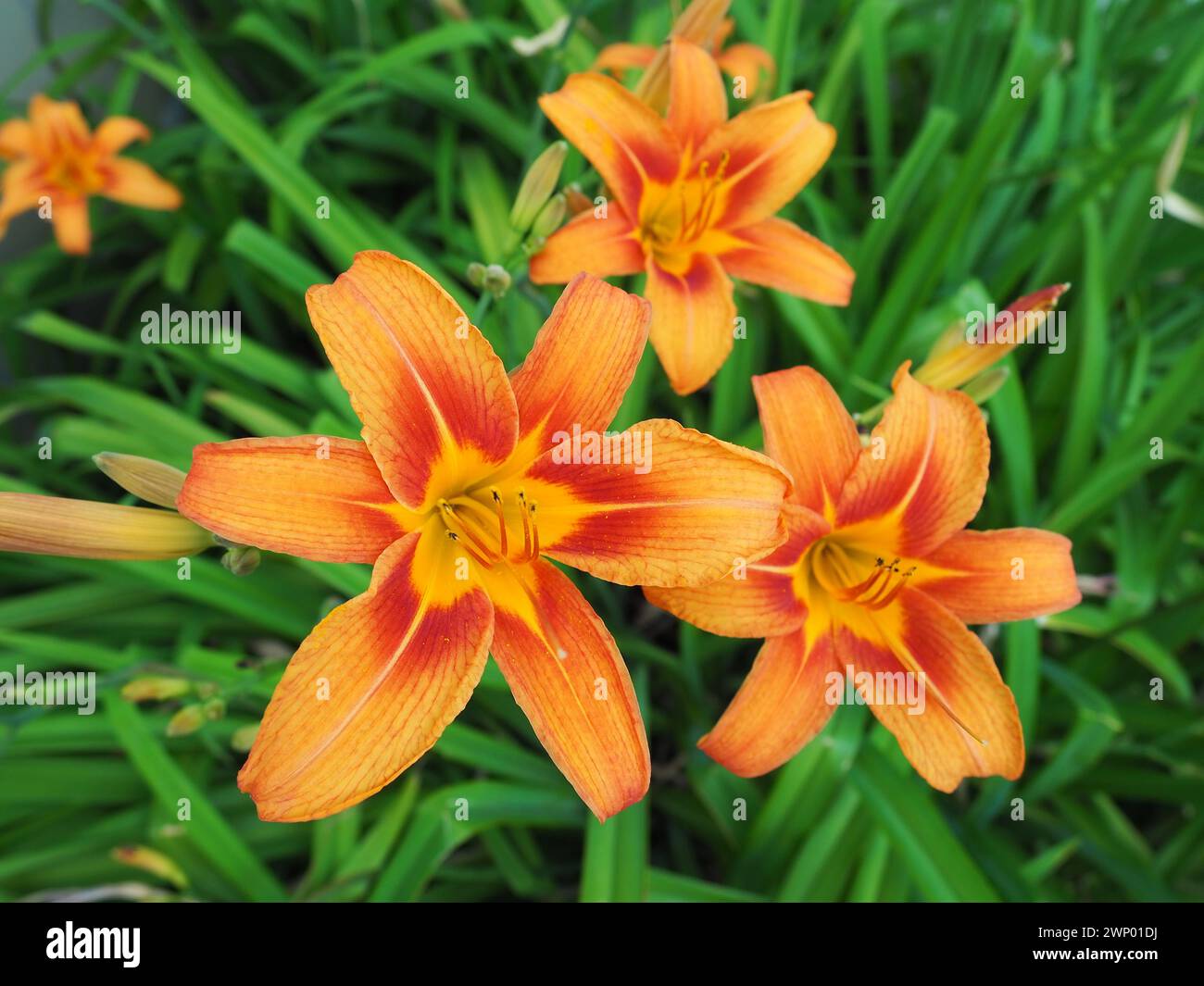 Hemerocallis lilenik è un genere di piante della famiglia Lilaynikov Asphodelaceae. Bellissimi fiori di giglio arancione con sei petali. Lungo e sottile verde Foto Stock