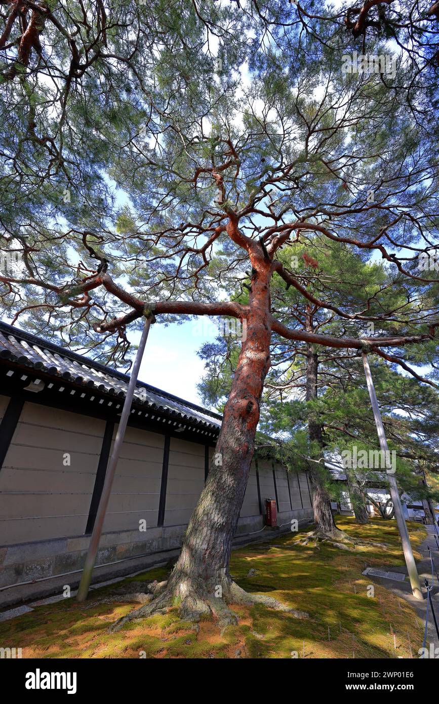 Palazzo Imperiale di Kyoto (Giardino Nazionale di Kyoto Gyoen) ex residenza della famiglia imperiale a Kyotogyoen, Kamigyo Ward, Kyoto, Giappone Foto Stock