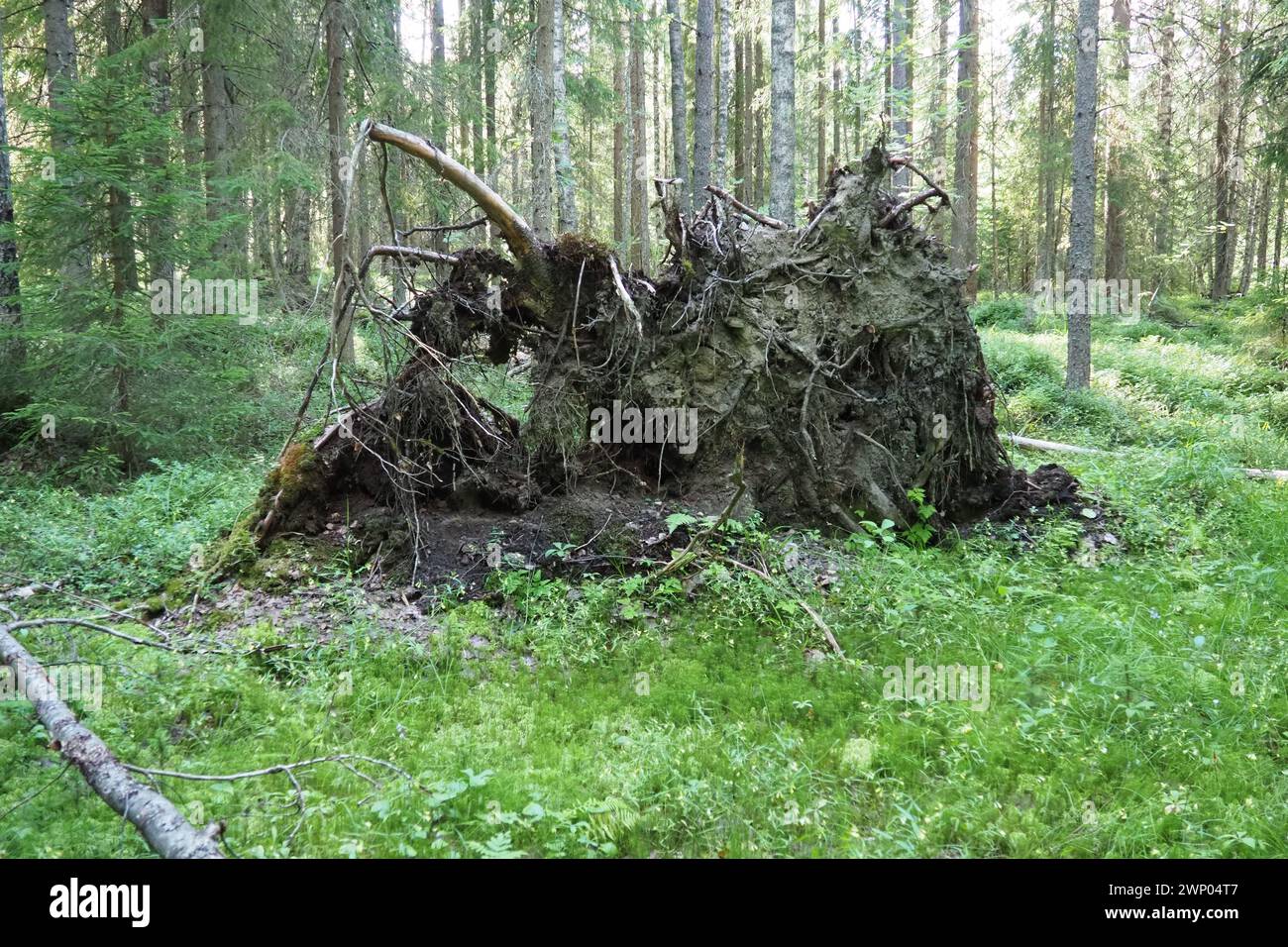 Abete caduto con radici sradicate dal suolo. Taiga, Carelia. Albero morto nella palude. La morte della foresta. Conseguenze di un uragano e. Foto Stock