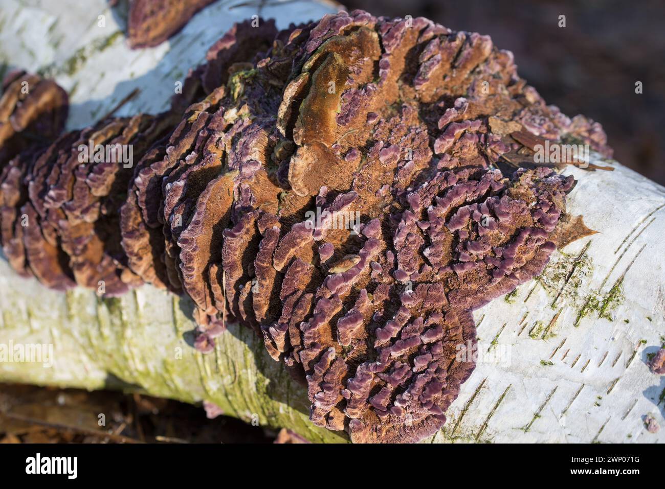 Chondrostereum purpureum fungus su fuoco selettivo primo piano di betulla Foto Stock