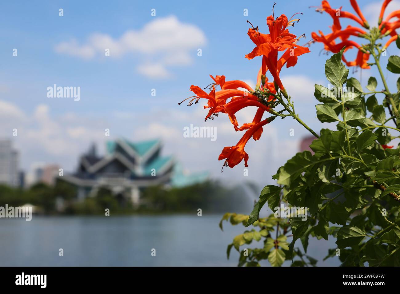 Fiori di caprifoglio sul lago con sfondo sfocato di Panggung Negara, Malesia. Foto Stock