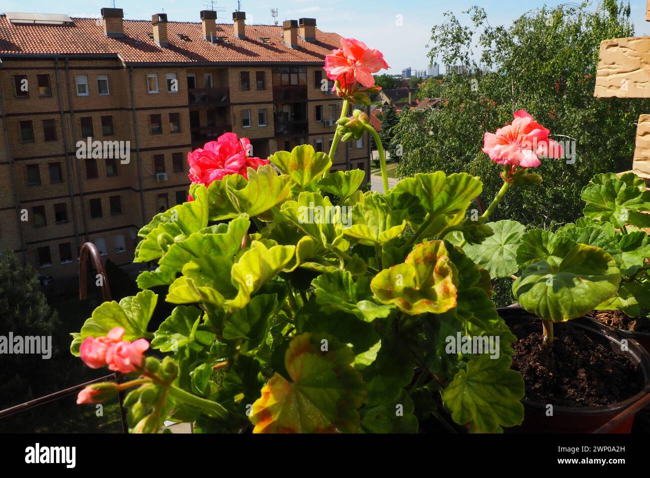 gerani zonali rosa sul davanzale. Pelargonium peltatum è una specie di pelargonium conosciuta con i nomi comuni Pelargonium grandiflorum Foto Stock