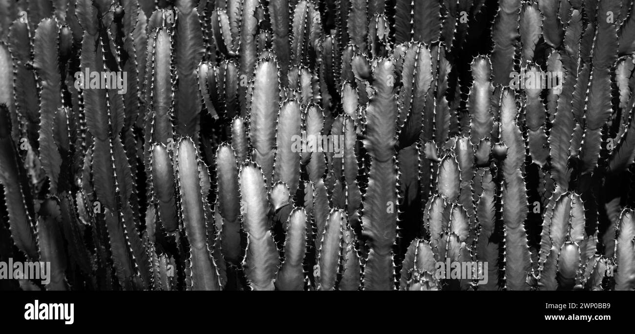 Backdround di Cactus, disegno di cactus o modello di cactaceae. Foto Stock