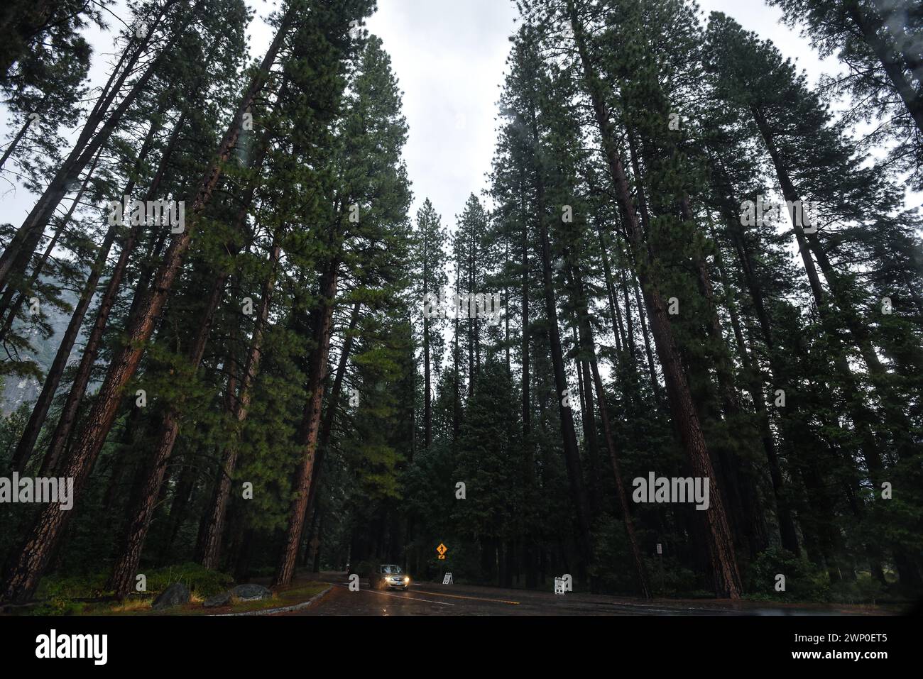 Un'auto che guida tra alti alberi in un giorno di pioggia nel Parco Nazionale di Yosemite - California, Stati Uniti Foto Stock