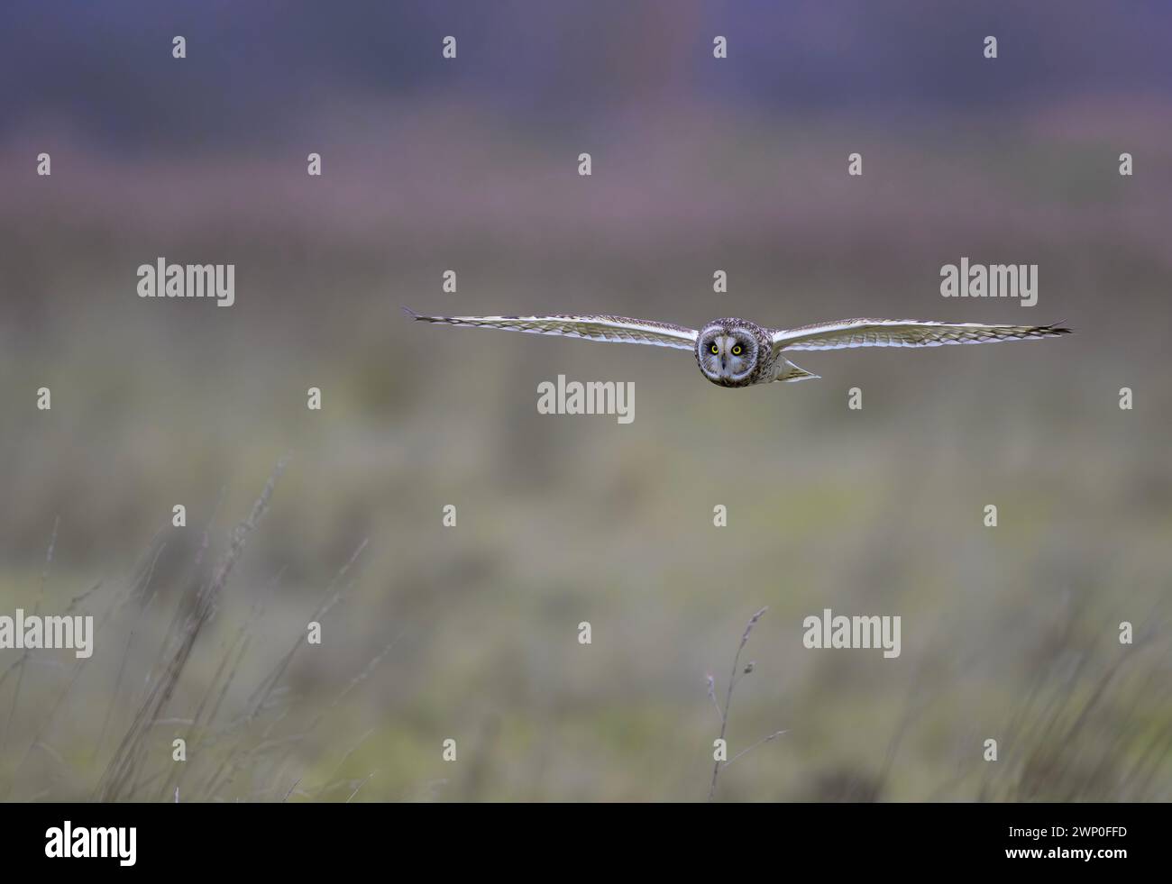 Owl Asio flammeus dalle orecchie corte in volo sopra le paludi a Ludham, North Norfolk, UK Foto Stock
