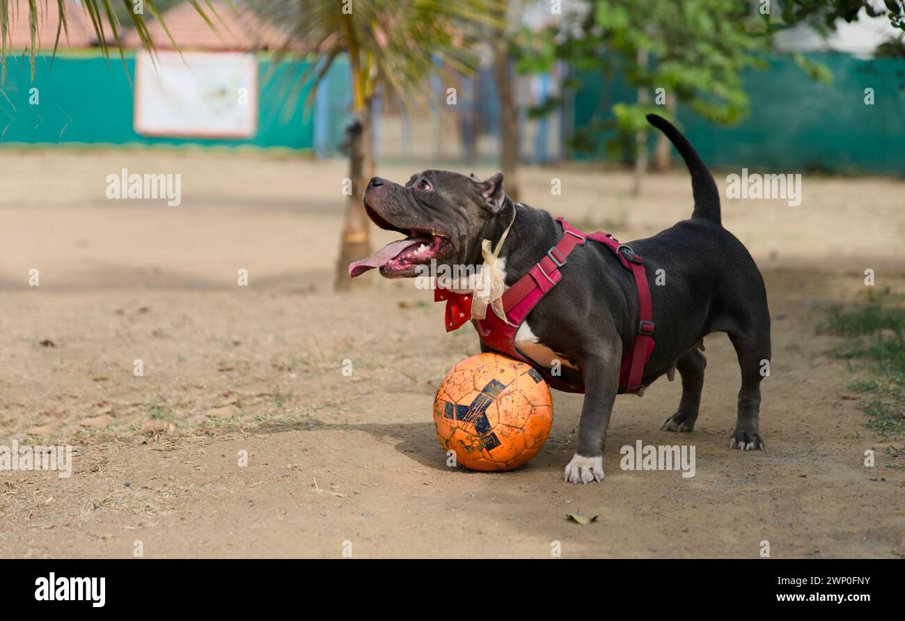 Un affascinante cucciolo di Bull terrier con un cappotto brindle insegue giocosamente Foto Stock