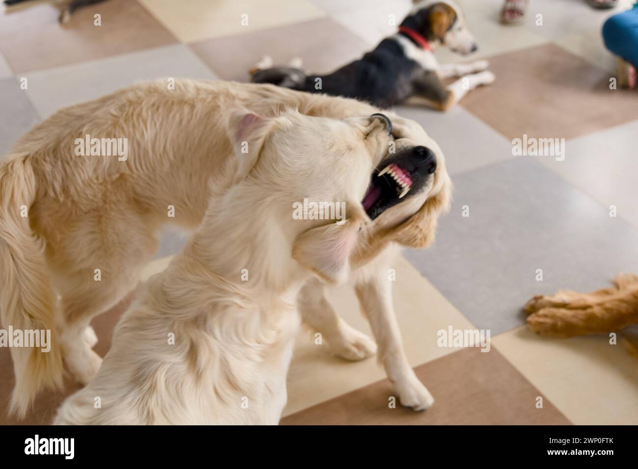 Un gioioso Golden Retriever si impegna in un gioco giocoso con i suoi amici pelosi in una luce luminosa Foto Stock