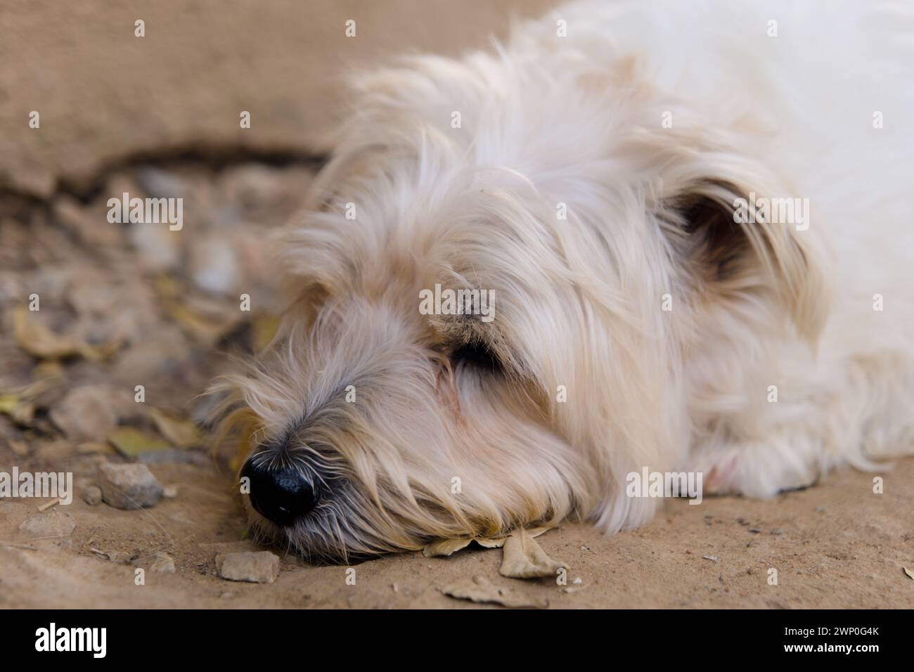 Un piccolo cane bianco con pelliccia soffice giace in un parco soleggiato Foto Stock