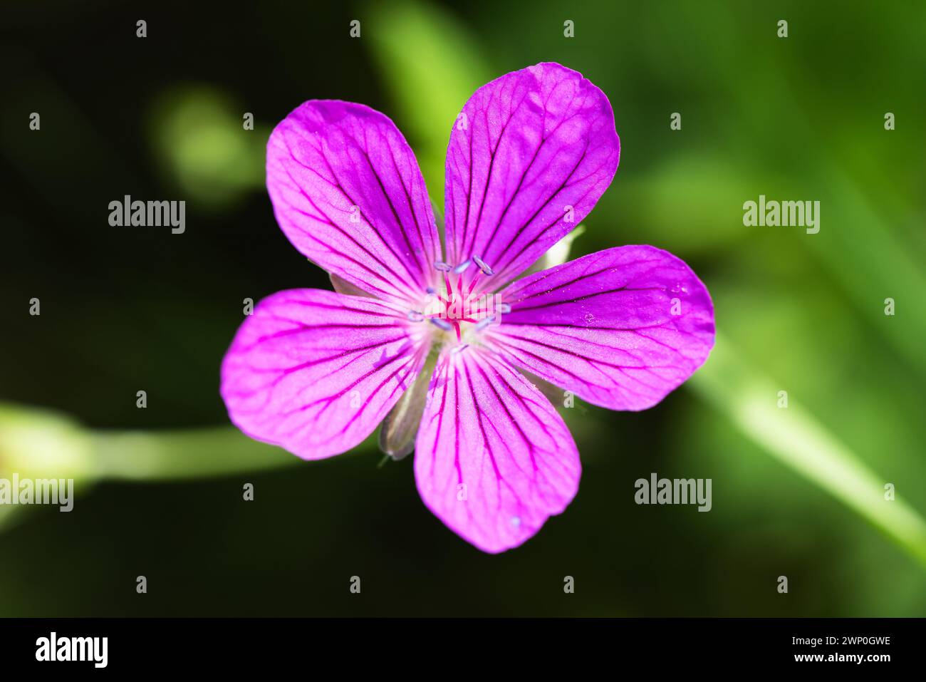 Fiore viola selvaggio in una giornata di sole, foto macro con messa a fuoco selettiva. Geranium sylvaticum Foto Stock