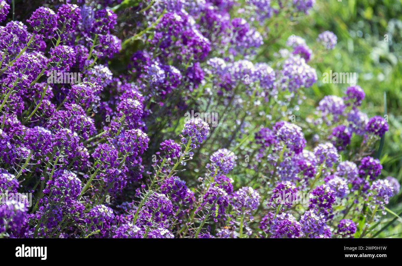 Dolce Allysum in fiore, fiori colorati in una giornata estiva di sole. Lobularia maritima foto ravvicinata con ficus morbido selettivo Foto Stock