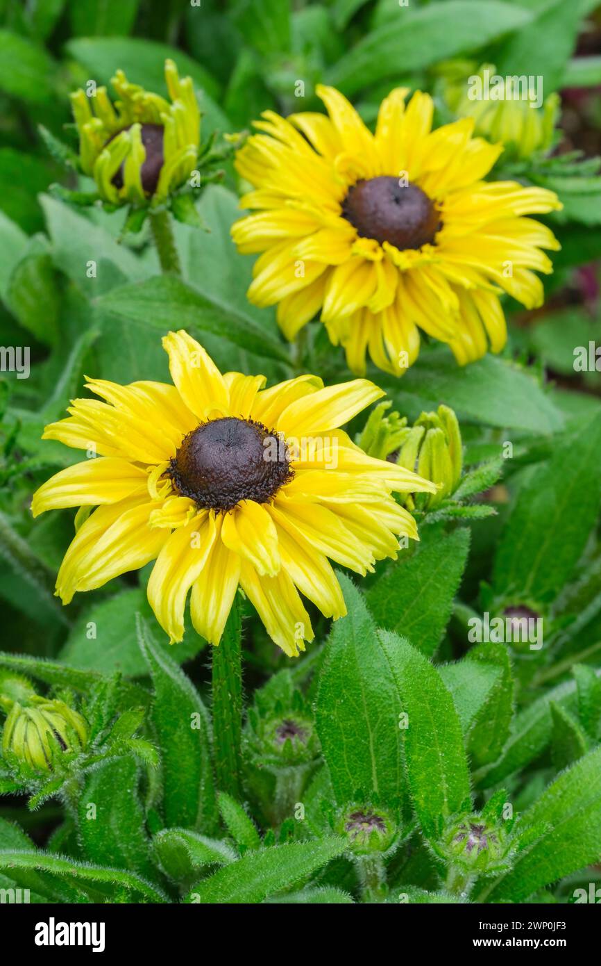 Rudbeckia hirta incantato Glow, coneflower, susan con gli occhi neri, fiori giallo canarino, occhio marrone con guanciale Foto Stock