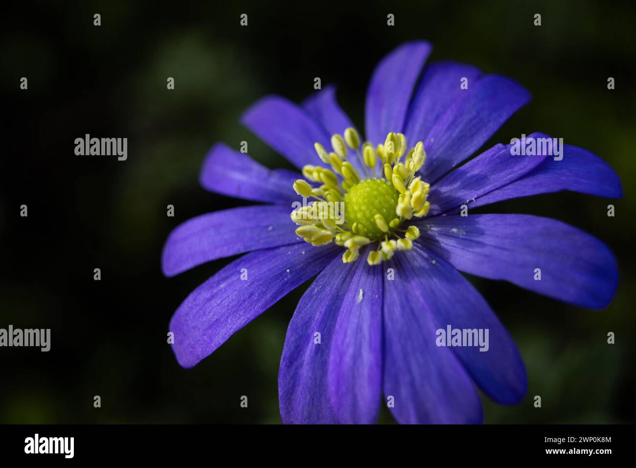 Immagine ravvicinata del bellissimo viola di un fiore di Anemone blanda noto anche come fiore a vento greco o anemone balcanico. Copia spazio a sinistra. Foto Stock