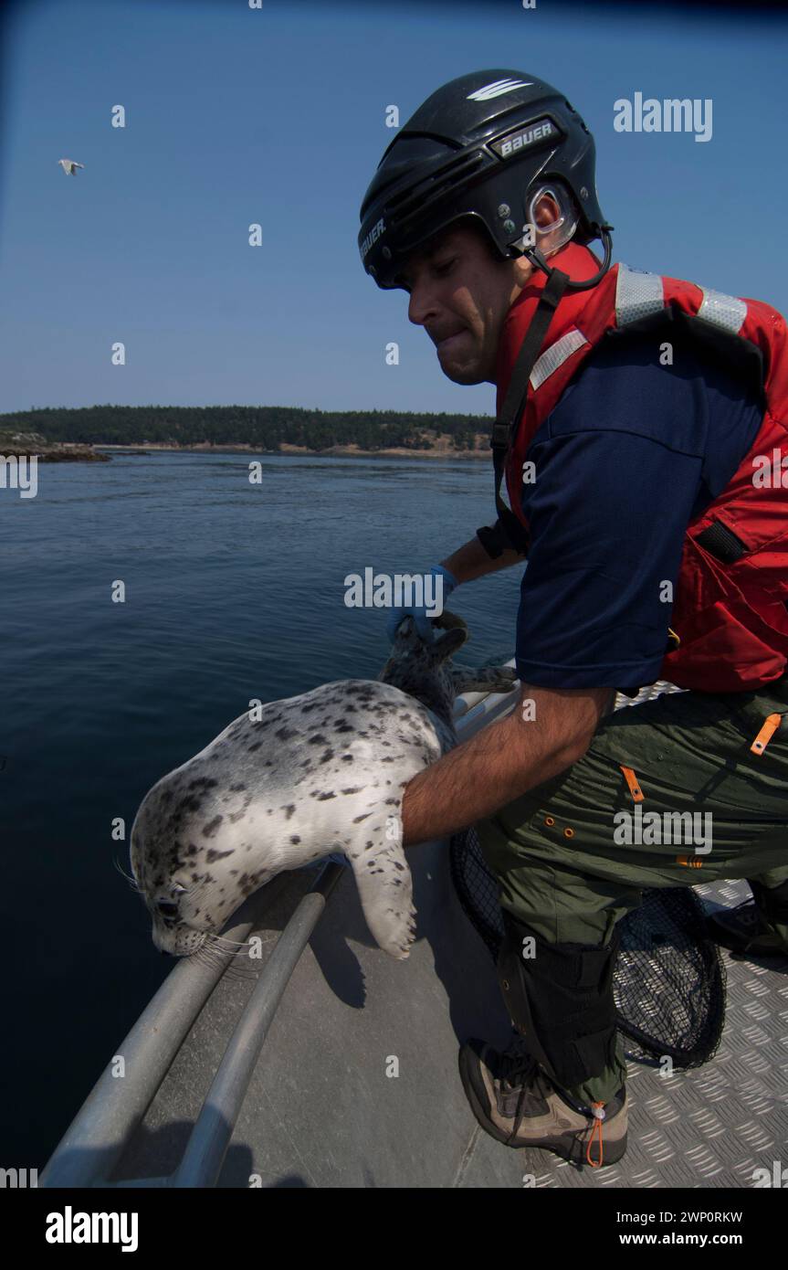 Gli scienziati studiano le tossine in giovani foche portuali per capire gli effetti sulle orche transitorie predatore Sidney BC Gulf Islands Canada Foto Stock