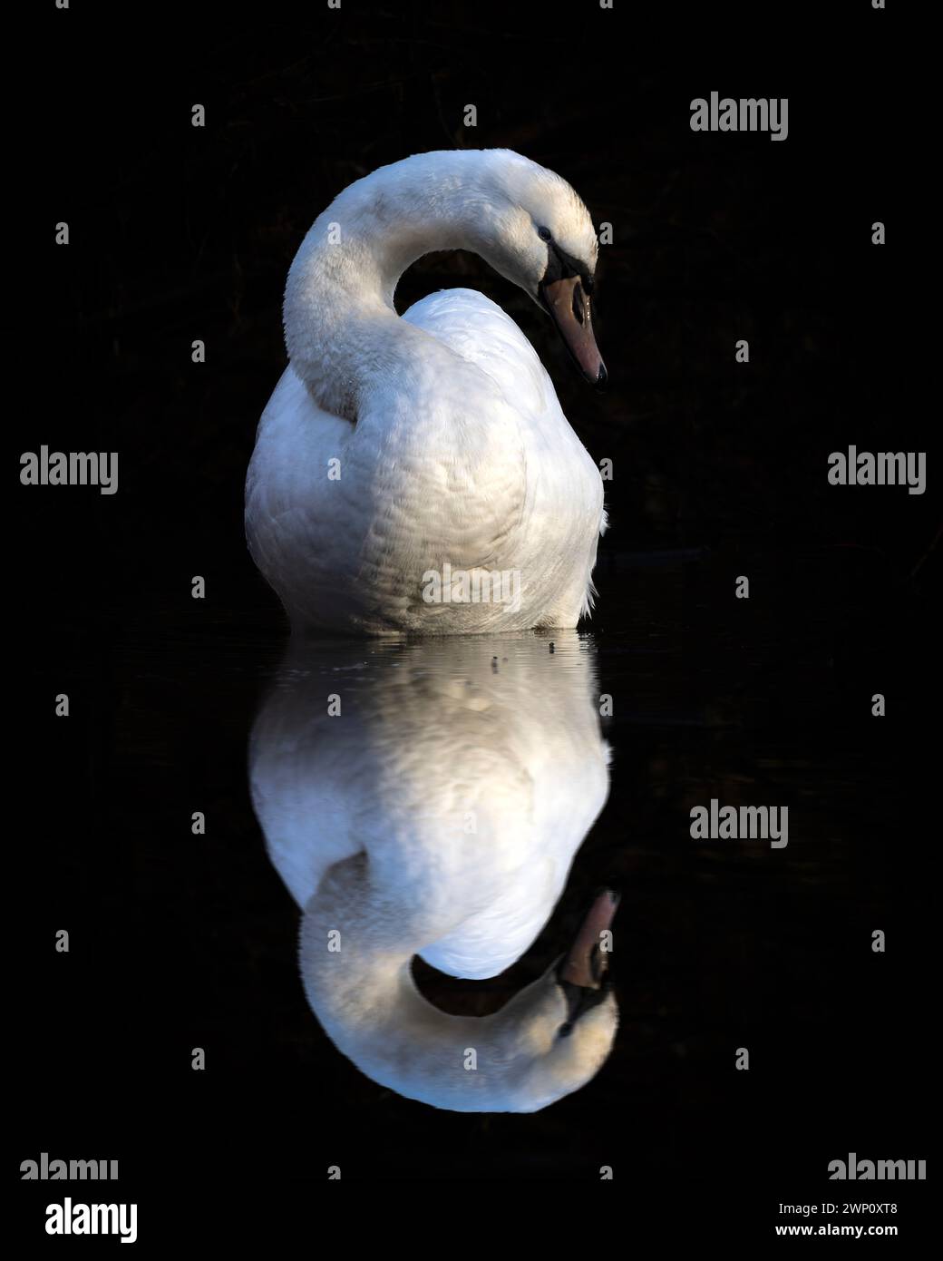 Cigno muto. Le immagini INCREDIBILI DEL SURREY mostrano un cigno muto che ammira il suo riflesso nelle acque della riserva naturale Tice's Meadow, Surrey. L'swa muto Foto Stock