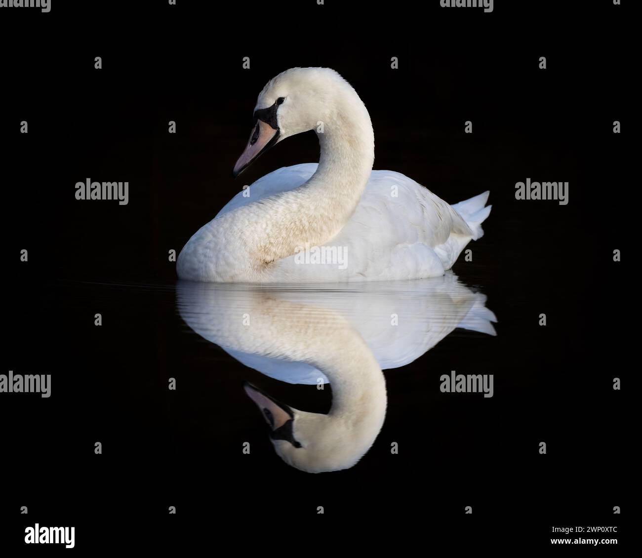 Riflesso perfetto. Le immagini INCREDIBILI DEL SURREY mostrano un cigno muto che ammira il suo riflesso nelle acque della riserva naturale Tice's Meadow, Surrey. Il Foto Stock
