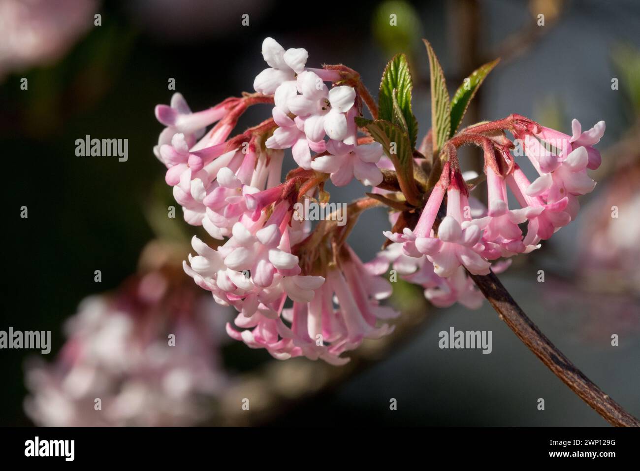 Rosa, bianco, bodnant Viburnum x bodnantense Arrowwood "Dawn", Blossoms on Branch a fine inverno Foto Stock