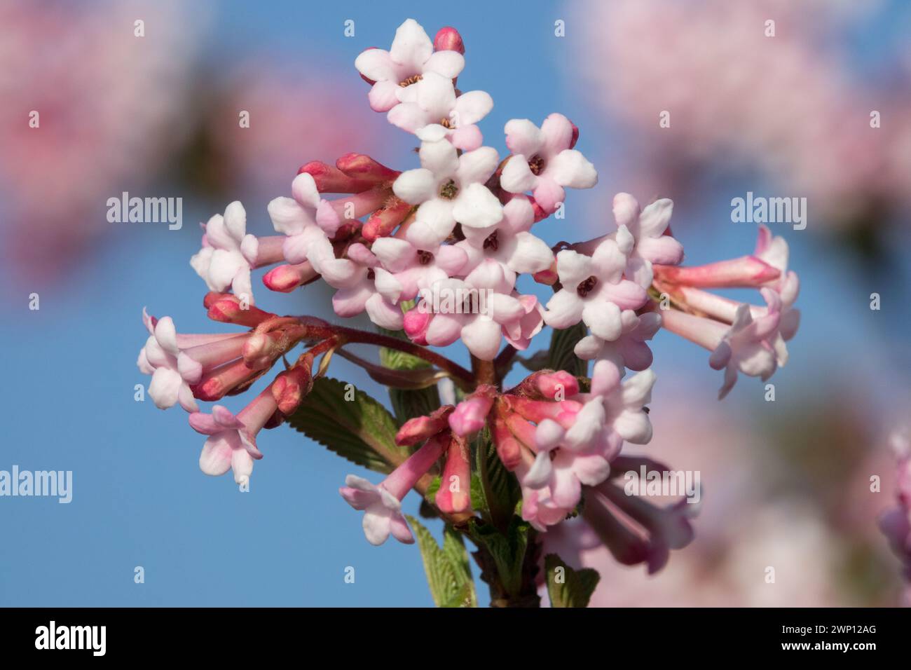 Viburnum x bodnantense Dawn Viburnum Flower Closeup White Light Pink Viburnum Dawn Blooms Bodnant Viburnum Flowers pianta invernale in fiore per le api Foto Stock