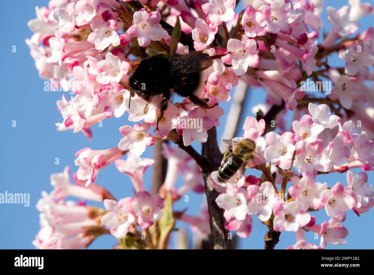 Insetti sui fiori in inverno fioritura Fiore piante a misura di api Viburnum x bodnantense Dawn Bumblebee White Pink Blooms Foraging Insect Foto Stock
