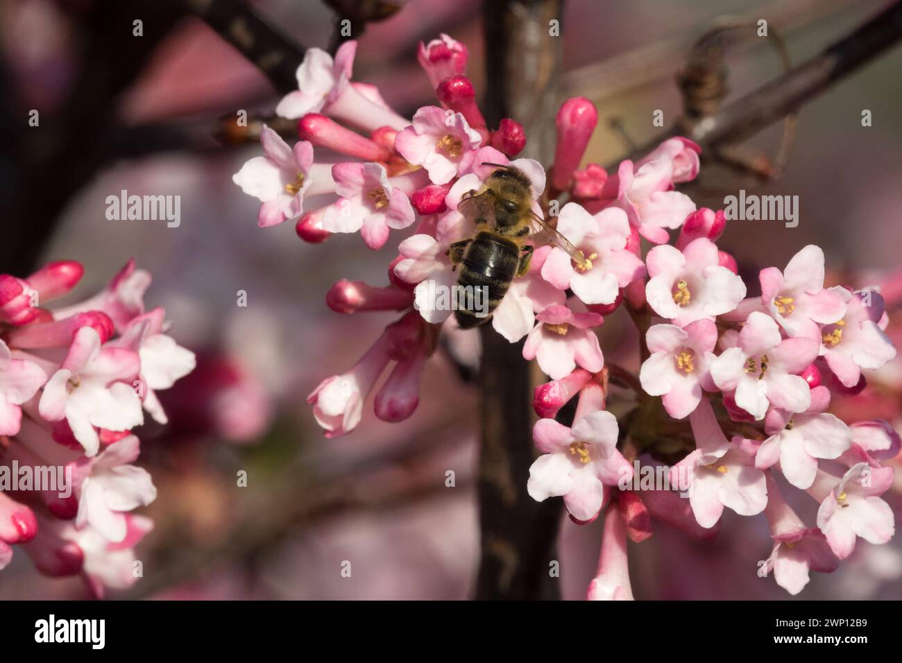 Ape miele europea su fiore Pink Bodnant Viburnum Honey bee Insect Viburnum x bodnantense Dawn Arrowwood fioritura invernale Bee-friendly Shrub Blooming Foto Stock