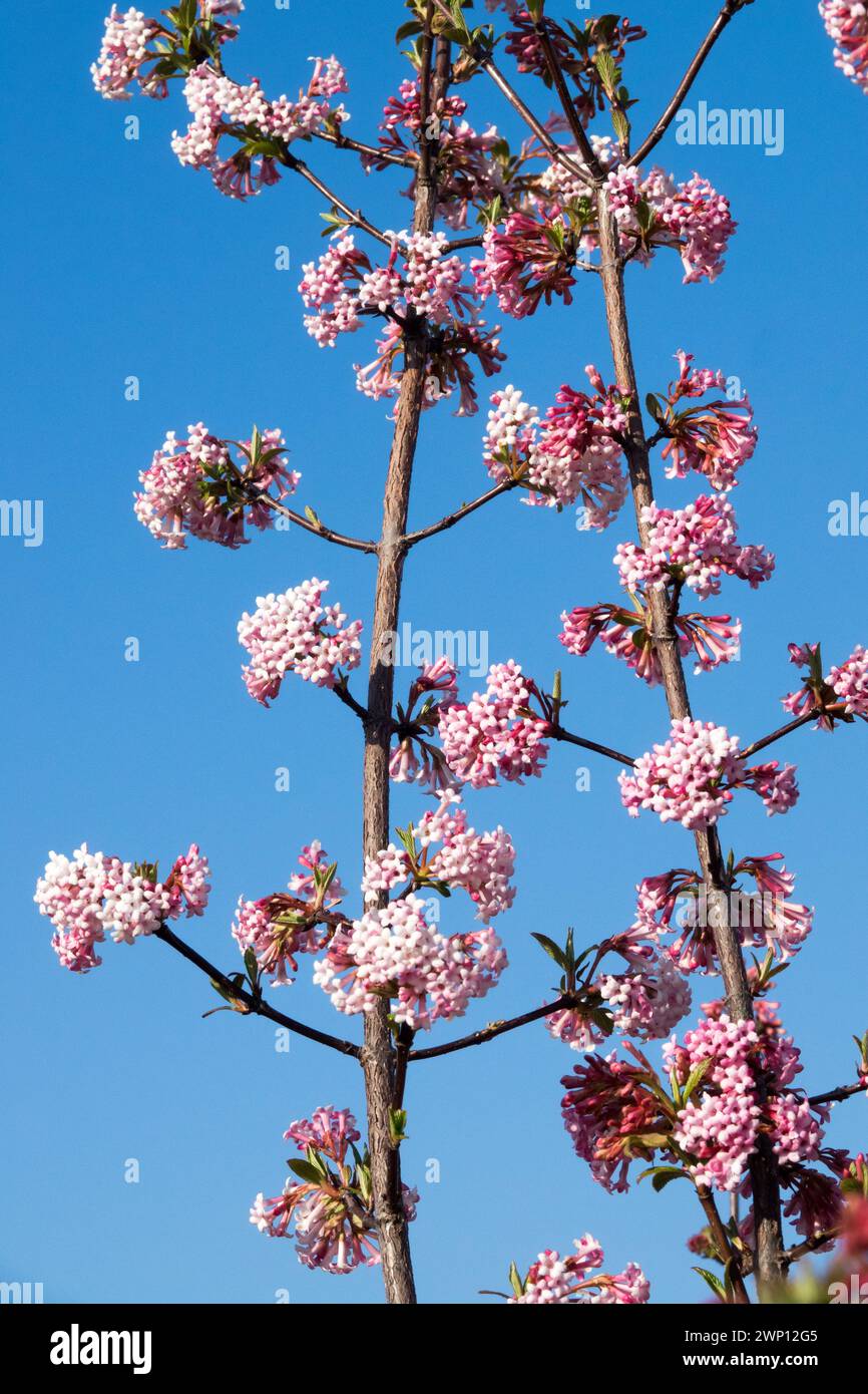 Viburnum x bodnantense Dawn Winter Bee-Friendly Plant Foto Stock