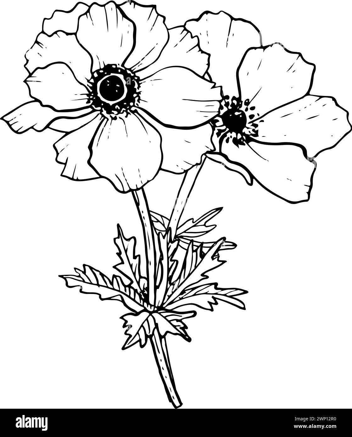 Bouquet di fiori di papaveri. Fiori selvatici del campo primaverile Illustrazione Vettoriale