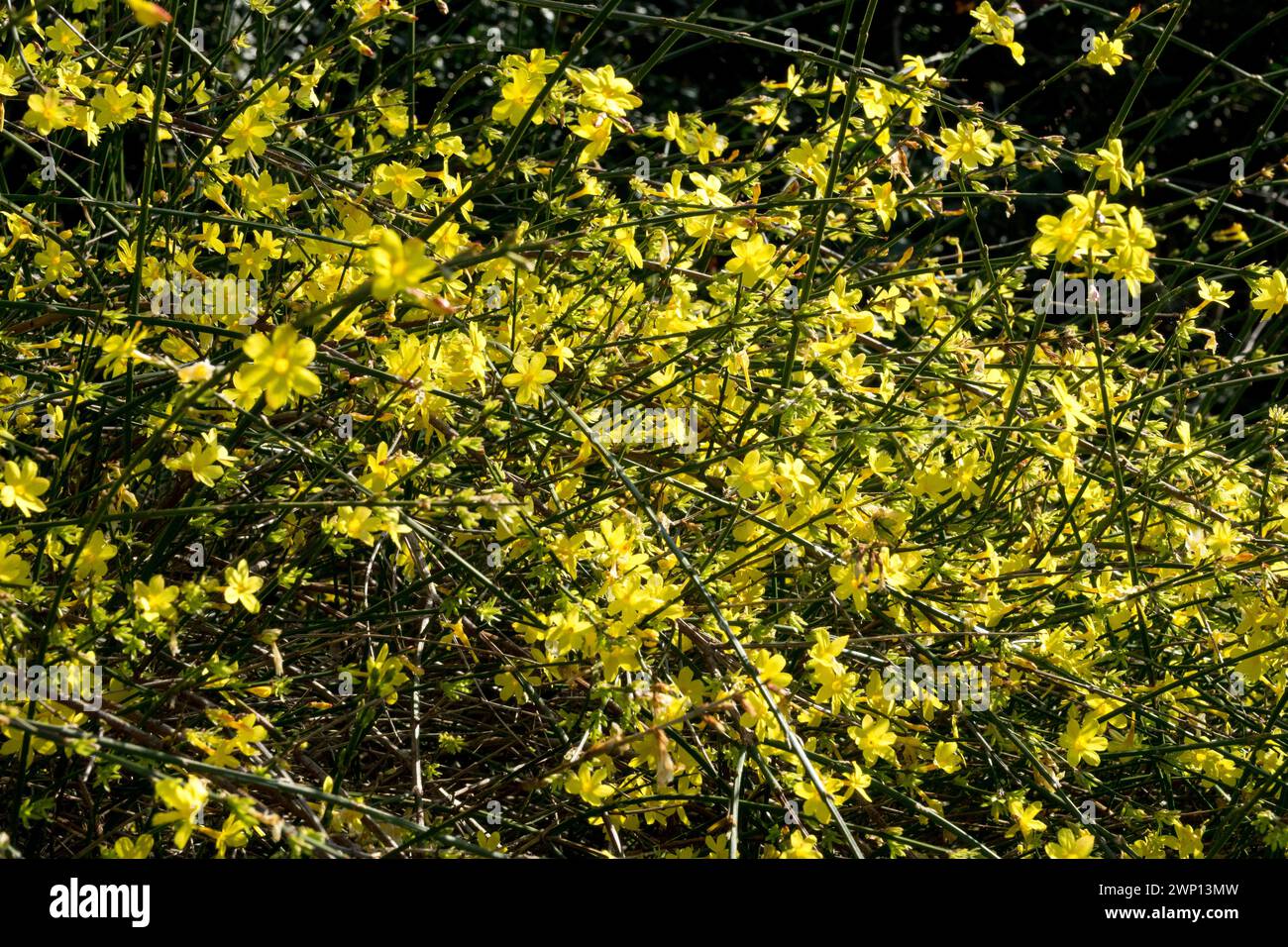 Gialli Jasminum nudiflorum Inverno fioritura Gelsomino arbusto fiori gialli sui rami fioritura Gelsomino Inverno Fiori invernali Giardino rami Jasminum Foto Stock