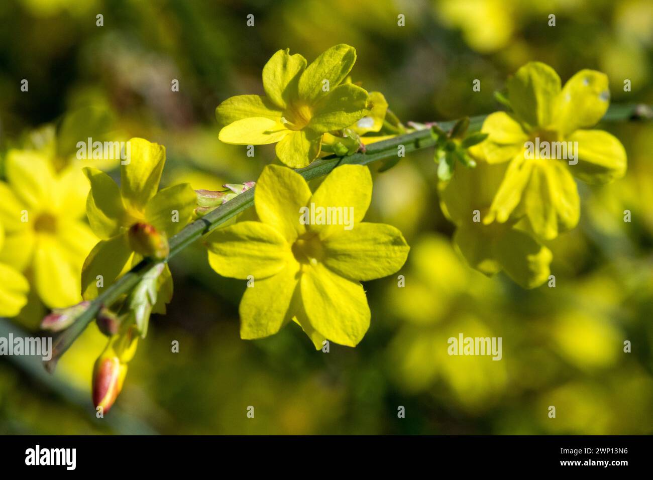 Giallo Jasminum nudiflorum Inverno-fioritura fiori di gelsomino primo piano tardo Inverno fioritura Fiori marzo fioritura Inverno Jasmine Fiori Branch Closeup Foto Stock