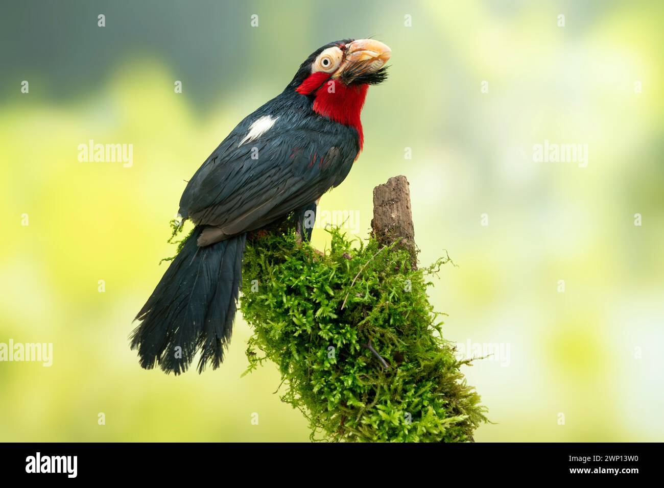 barbet barbuto, Pogonornis dubius Foto Stock