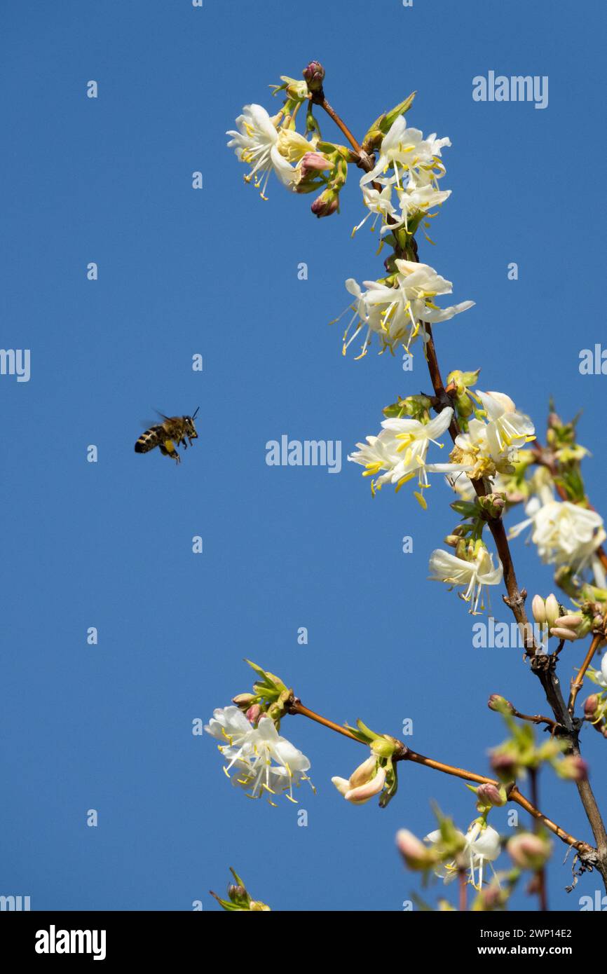 Ape europea di miele in volo per Fiore Lonicera x purpusii tardo inverno in fiore arbusto adatto alle api mellifera alveare insetti di foraggio primi fiori Foto Stock
