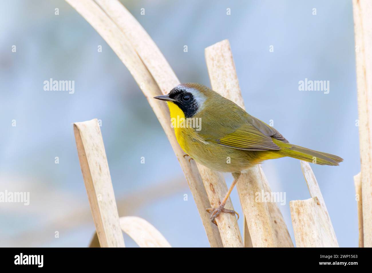 Comune gola gialla (Geothlypis trichas) maschio arroccato tra canne, lago Apopka, Florida, Stati Uniti. Foto Stock