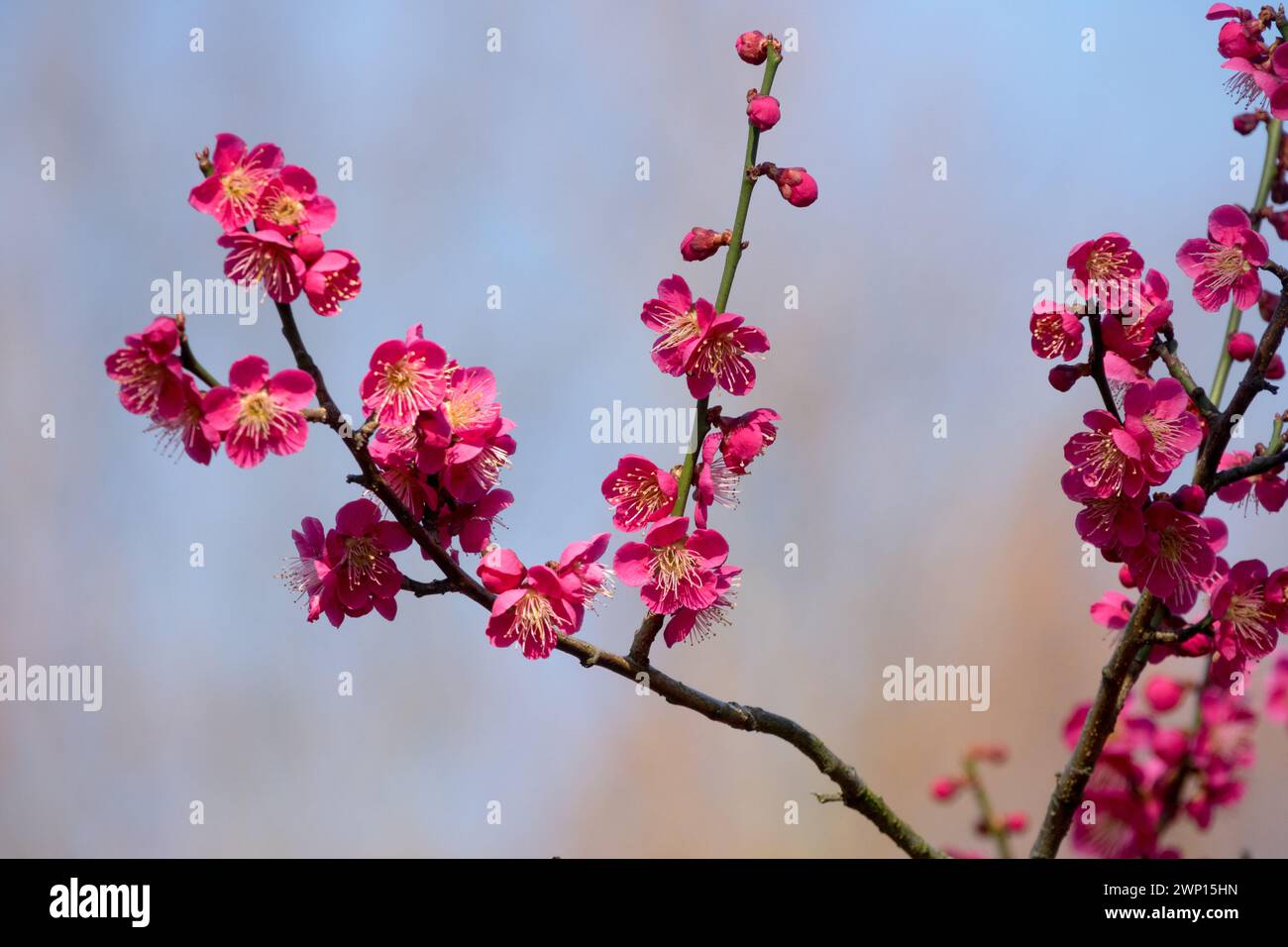 Fioritura fine inverno sui rami Prunus mume beni Chidori fiore rosa brillante fiore ramo Prunus beni-Chidori Twig inizio primavera Foto Stock