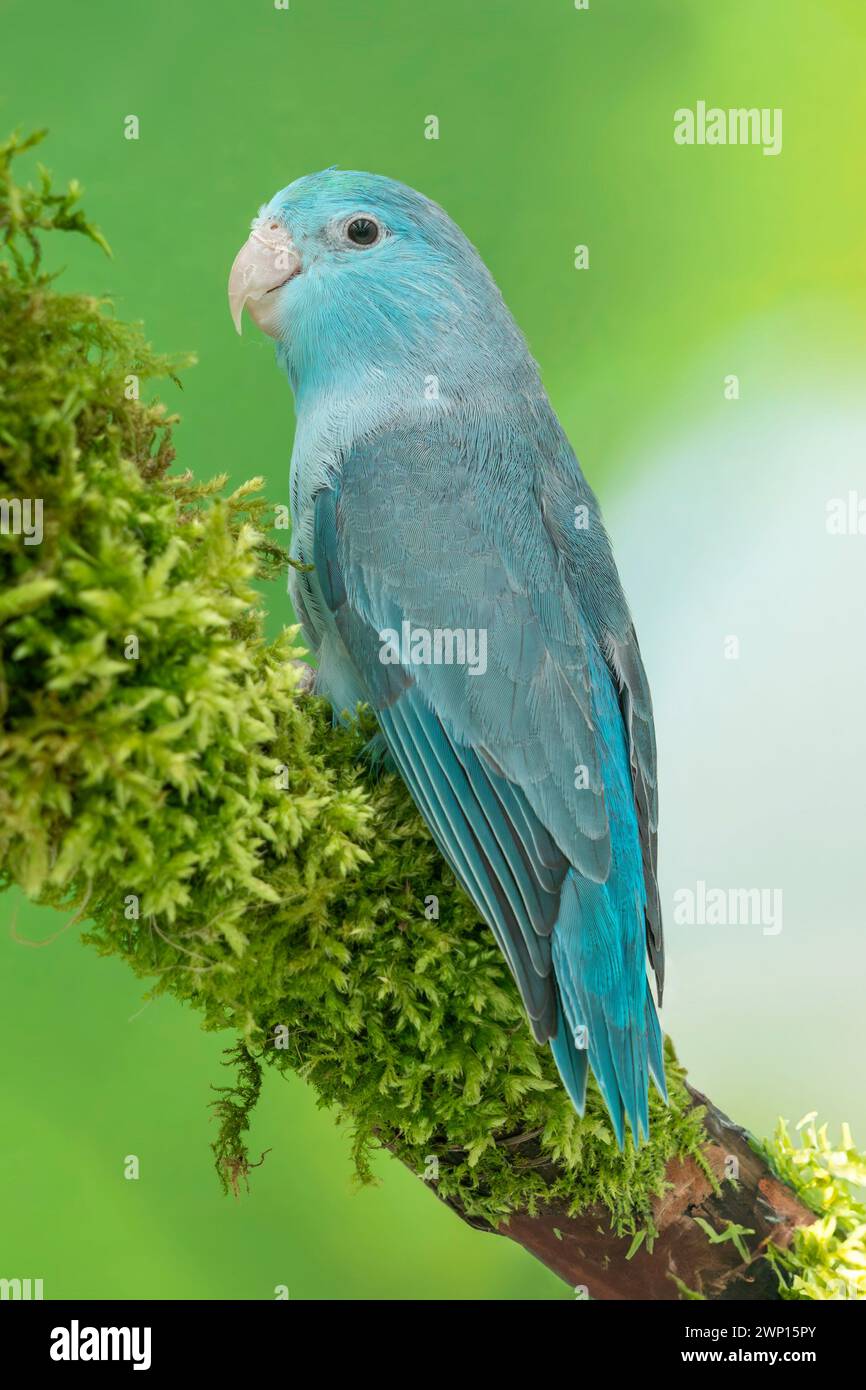 Parrotlet del Pacifico femmina blu americana, Forpus coelestis Foto Stock