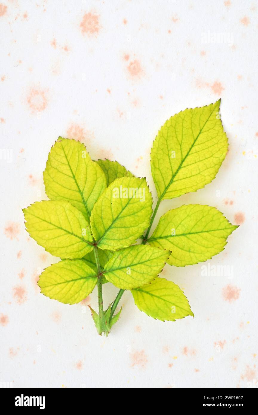 Due fresche foglie di rosa verde lime con venature verdi scure stese su carta antica Foto Stock