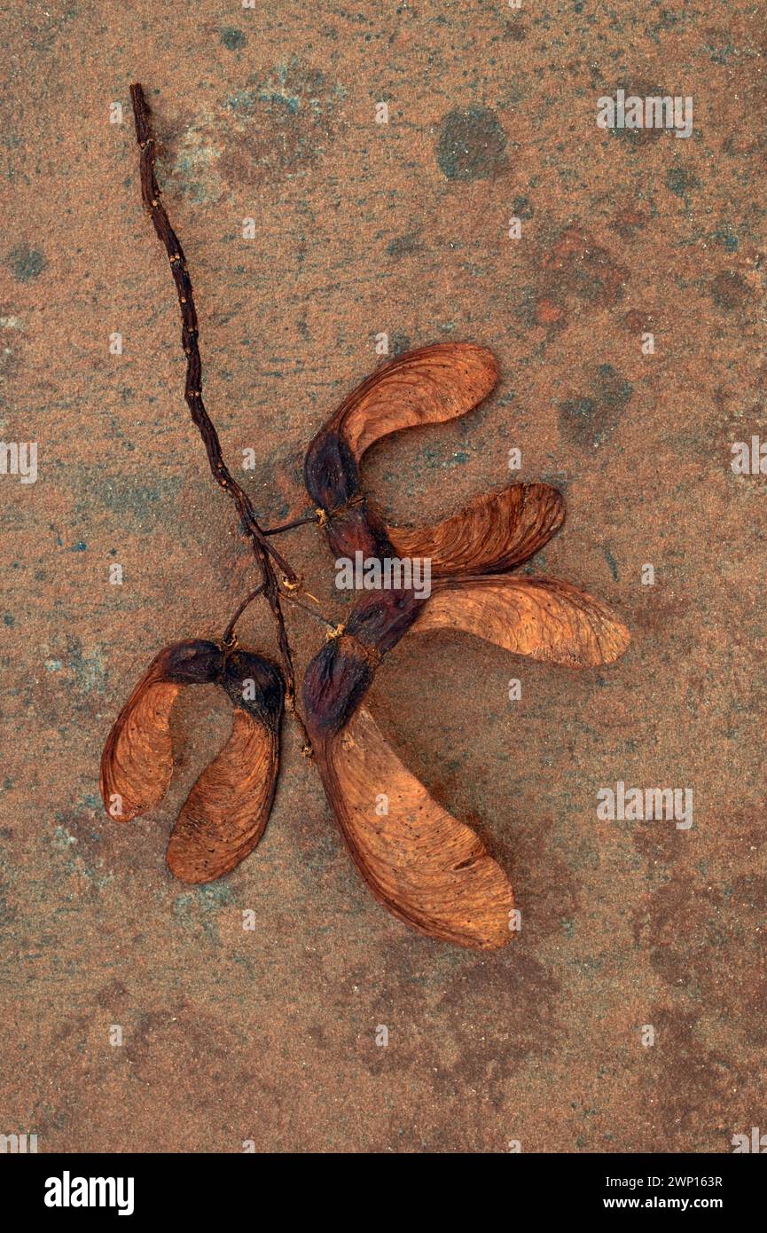 Gambo di Sycamore che porta tre paia di semi alati marroni maturi adagiati su arenaria marrone Foto Stock