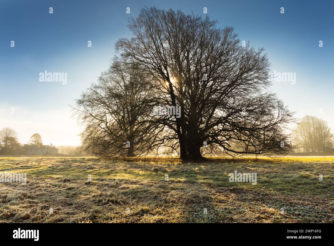 Faggio, faggio europeo comune, Fagus Sylvatica, vista invernale del parco nel Wiltshire, Inghilterra. Foto Stock
