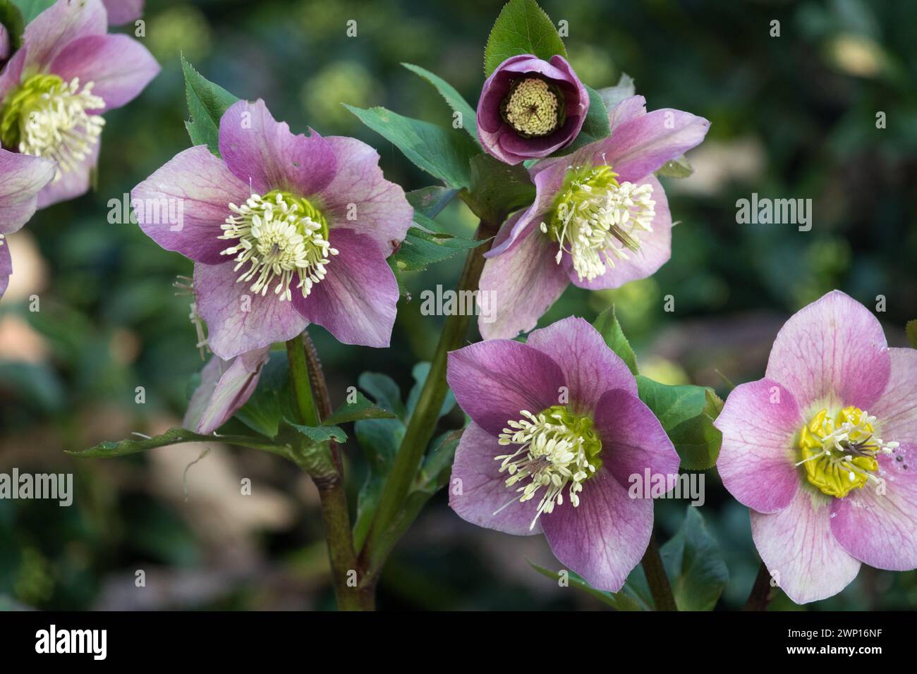 Rosa quaresimale Hellebore Helleborus Christmas Rose Hellebores Foto Stock