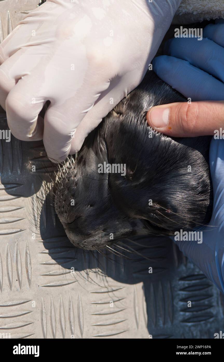 Gli scienziati studiano le tossine in giovani foche portuali per capire gli effetti sulle orche transitorie predatore Sidney BC Gulf Islands Canada Foto Stock